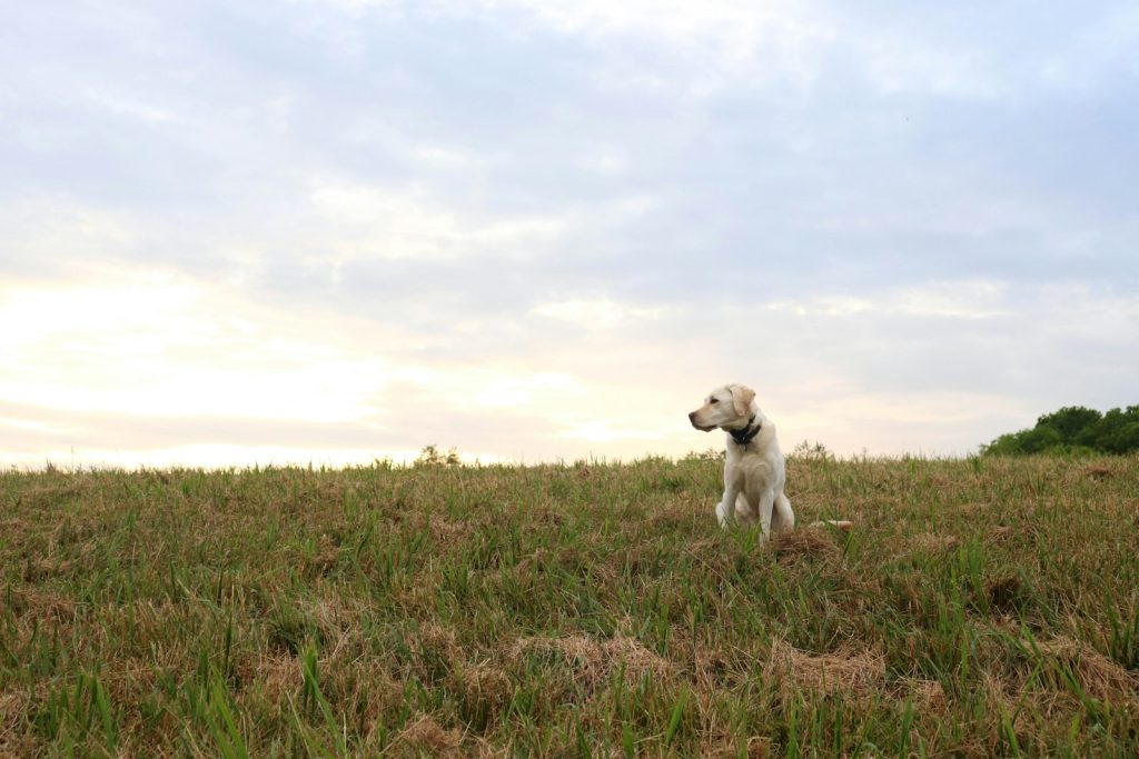 Perro labrador sentado en un campo de hierba al atardecer, ideal para viajar con perro al Delta del Ebro