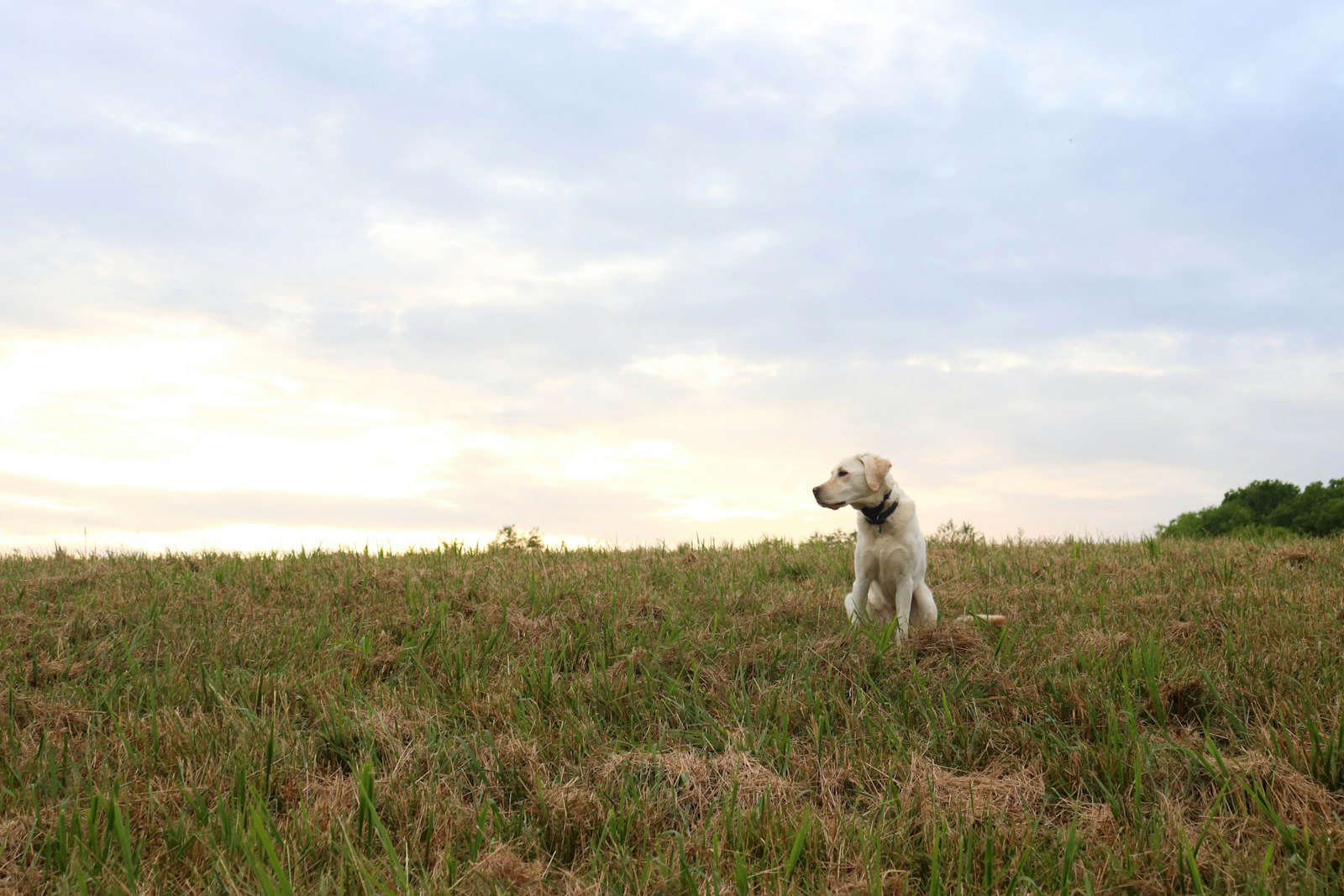 Perro labrador sentado en un campo de hierba al atardecer, ideal para viajar con perro al Delta del Ebro
